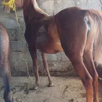 کره مادیان|اسب و تجهیزات اسب‌سواری|ایلام, |دیوار