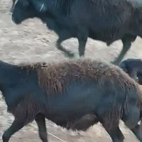 قوچ قره قزل