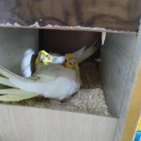 طوطی عروس با تخم