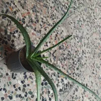 فروش گیاه الورا|گل و گیاه طبیعی|چابهار, |دیوار