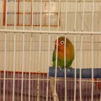 کوتوله برزیلی