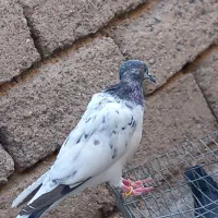 کبوتر|پرنده|جیرفت, |دیوار