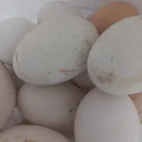 تخم گاز دونه ای صد پنجاه تومن