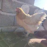 مرغ و خروس برهما|حیوانات مزرعه|رباط‌کریم, رباط‌کریم|دیوار