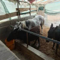 اسب قاطر|اسب و تجهیزات اسب‌سواری|تنکابن, |دیوار