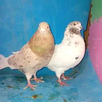 پرنده|پرنده|خرمدره, |دیوار