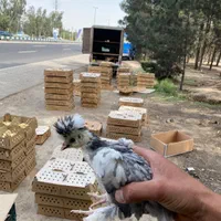 سلطان ۴۵ روزه واکسن خورده