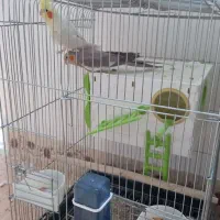 عروس هلندی|پرنده|درگزین, |دیوار