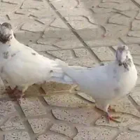 کفترپرشی|پرنده|تهران, آسمان|دیوار