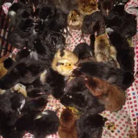 جوجه|حیوانات مزرعه|دهدشت, |دیوار