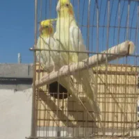 راهب،گرینچک،عروس هلندی،همگی جفت و مولد|پرنده|فسا, |دیوار