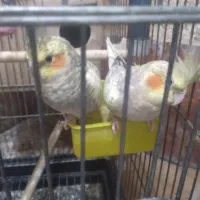 عروس هلندی