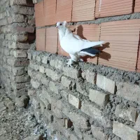 کبوتر|پرنده|گنبد کاووس, |دیوار