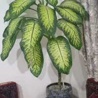 گل دیفن|گل مصنوعی|دیواندره, |دیوار