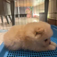 سگ پامر خرسی|سگ|کرج, مصباح|دیوار