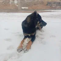 سگ سگ سگ|سگ|زنجان, |دیوار