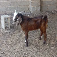 پازن کهره. نر|حیوانات مزرعه|سعدآباد, |دیوار