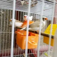 فنچ خوشرنگ نژاد دار