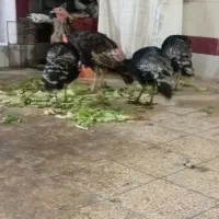 فروش بوقلمون محلی|حیوانات مزرعه|بهبهان, |دیوار