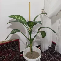 گل دیفن|گل و گیاه طبیعی|دهگلان, |دیوار