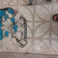 لباس اسب درحد نو|اسب و تجهیزات اسبسواری|سنندج, |دیوار