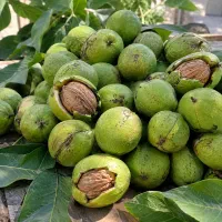 فروش گردو
