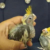 جوجه عروس هلندی سرلاکی