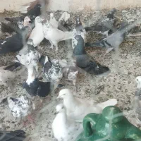 کبوتر|پرنده|کاشان, درب یلان|دیوار