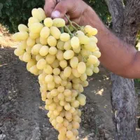 نهال انگور بیدانه زرد