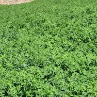 یونجه خالص پشه دورا پرس شده|خدمات باغبانی و درختکاری|اردبیل, |دیوار