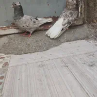 کبوتر|پرنده|خرمشهر, |دیوار
