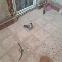 کبوتر