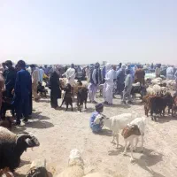 کاه گندم تمیز کاه زابل