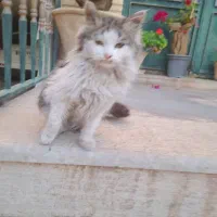 فروش گربه خانگی ملوس «نر»