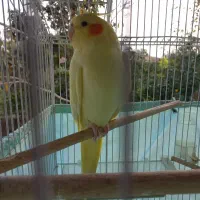 طوطی عروس|پرنده|فومن, |دیوار