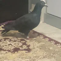 پلاکی مسافتی عراق چفت و پلاک