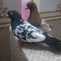 کبوتر سینهای|پرنده|کرباسک, |دیوار