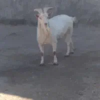 دبر|حیوانات مزرعه|شیدا, |دیوار