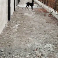 سگ نردوبرمن.مشکی|سگ|سبزوار, قصبه شرقی|دیوار