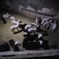 بره شیری درجه یک با ضمانت سالمی...