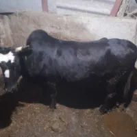 گاو تلم جنگلی آس