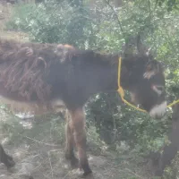 کره‌خر