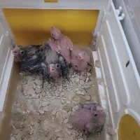 جوجه عروس هلندی سریلاک ارزان