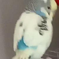 یک عددمرغ عشق زیبا