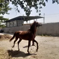 اسب کرد دو سر حال سالم مدارک میکروچیب دار|اسب و تجهیزات اسبسواری|رباطکریم, نوده|دیوار