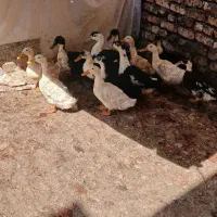 اردک|حیوانات مزرعه|ازنا, |دیوار