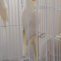 یک جفت مرغ عشق و یک جفت عروس هلندی|پرنده|علیآباد کتول, |دیوار