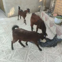 کهره  نرگوشتی ودوعدد چویش|حیوانات مزرعه|جم, |دیوار