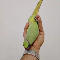 ملنگو نر فوق دستی سخنگو