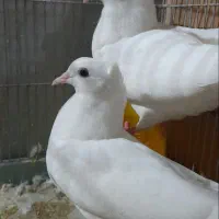 جوجه کبوتر ۱۴ دم